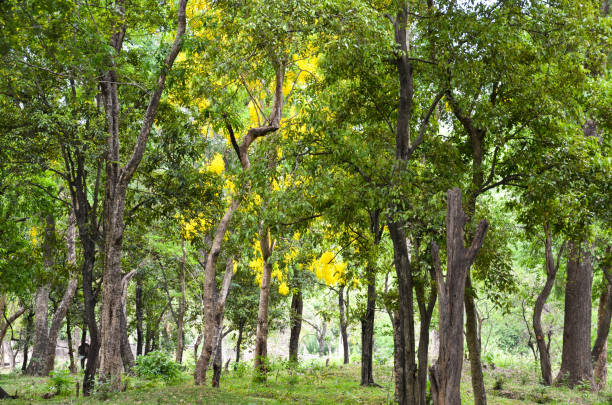 Sandalwood Plantation